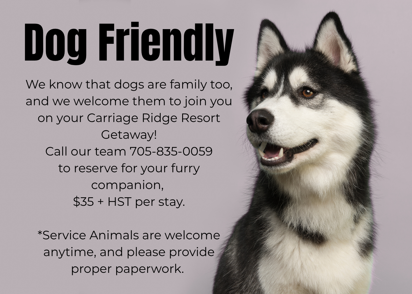 Dog Friendly CR
